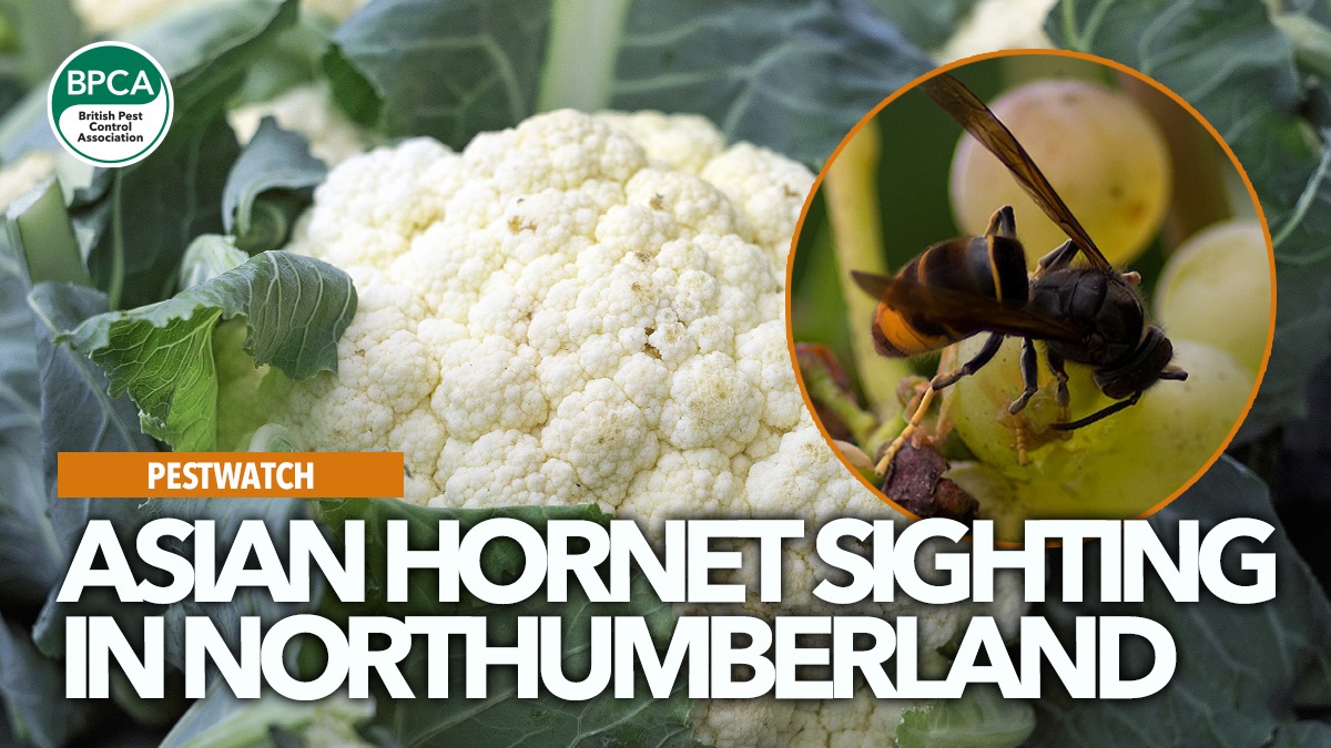 asian-hornet-sighted-northumberland